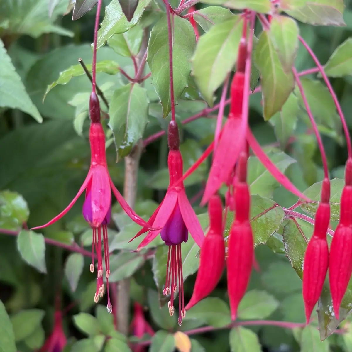 Fuchsia magellanica ‘Thompsonii’ (Bellenplant), rood en paars bloeiend