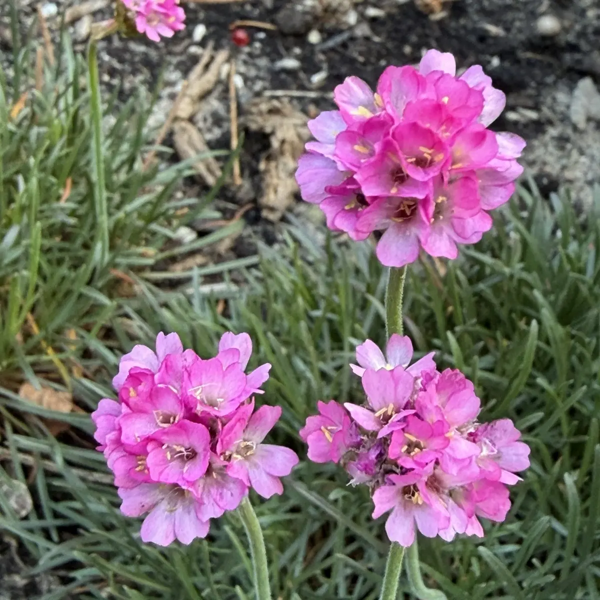 Armeria maritima ‘Vesuv’ (Engels gras), rood bloeiend
