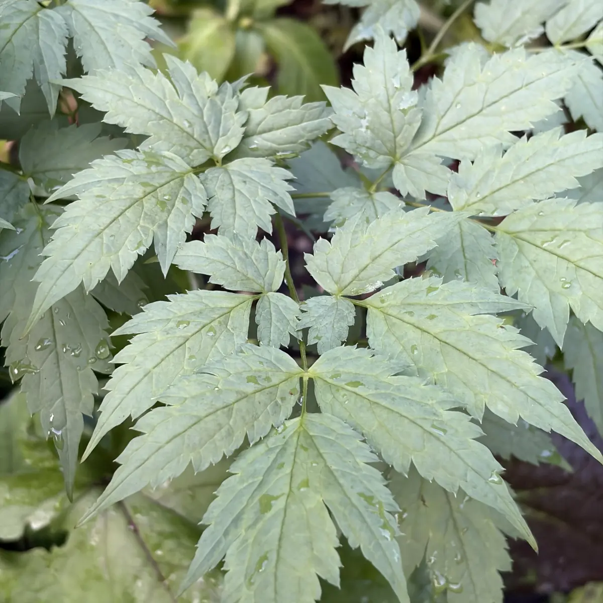 Actaea pachypoda ‘Misty Blue’ (Christoffelkruid), wit bloeiend