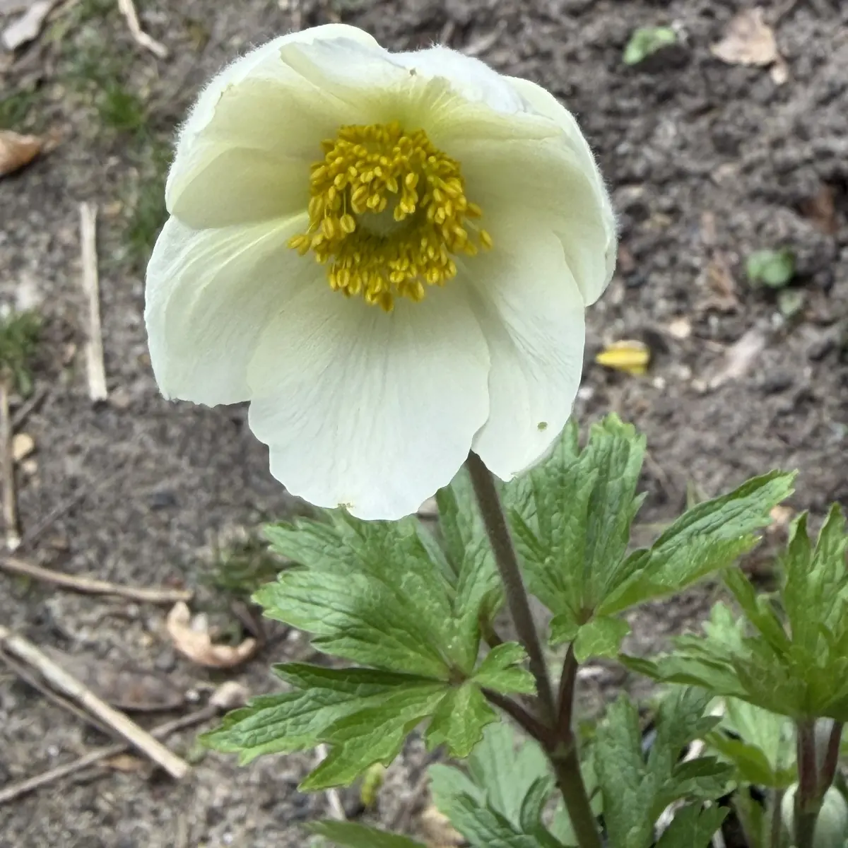 Anemone sylvestris (Anemoon), wit bloeiend