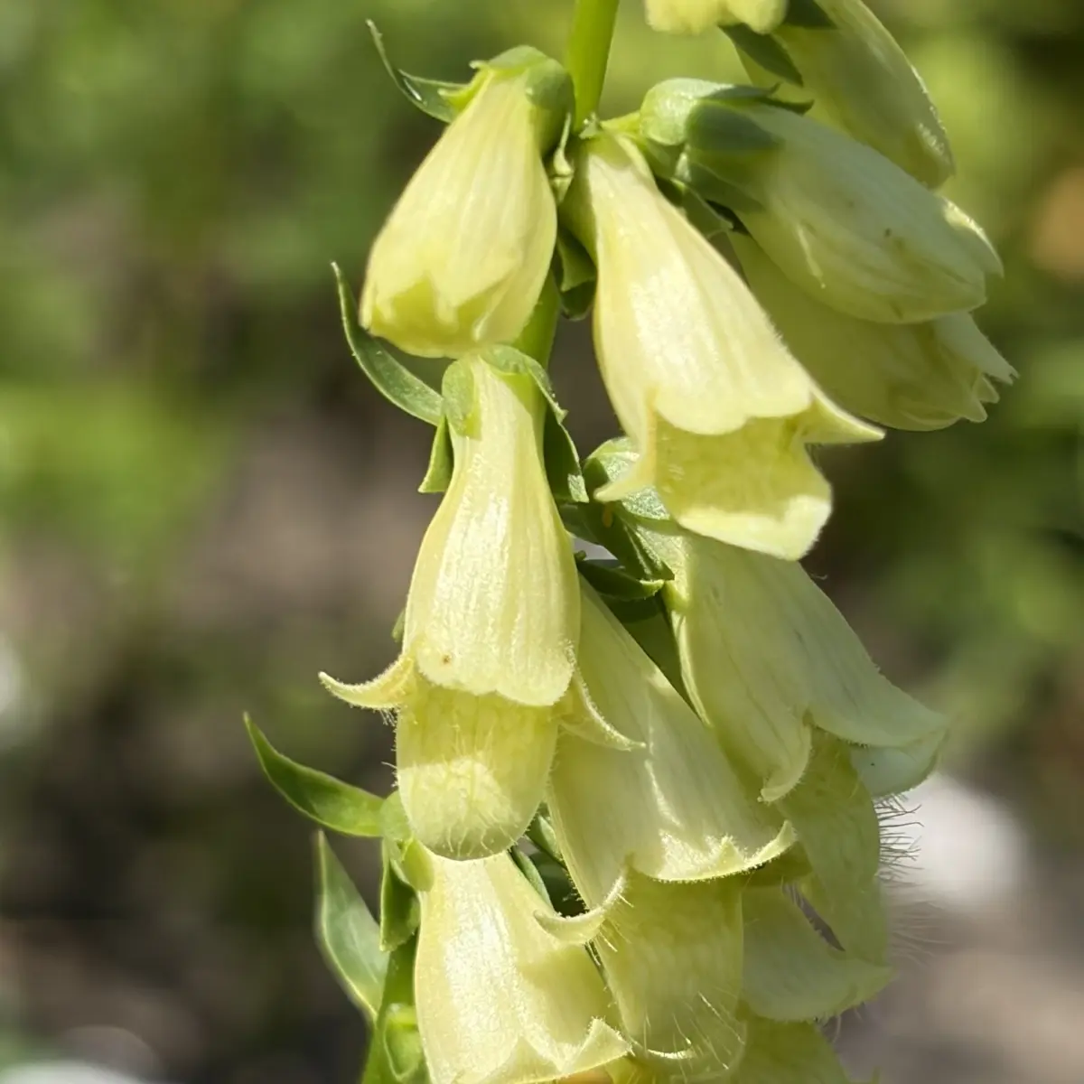 Digitalis grandiflora (ambigua) (Vingerhoedskruid), lichtgeel bloeiend