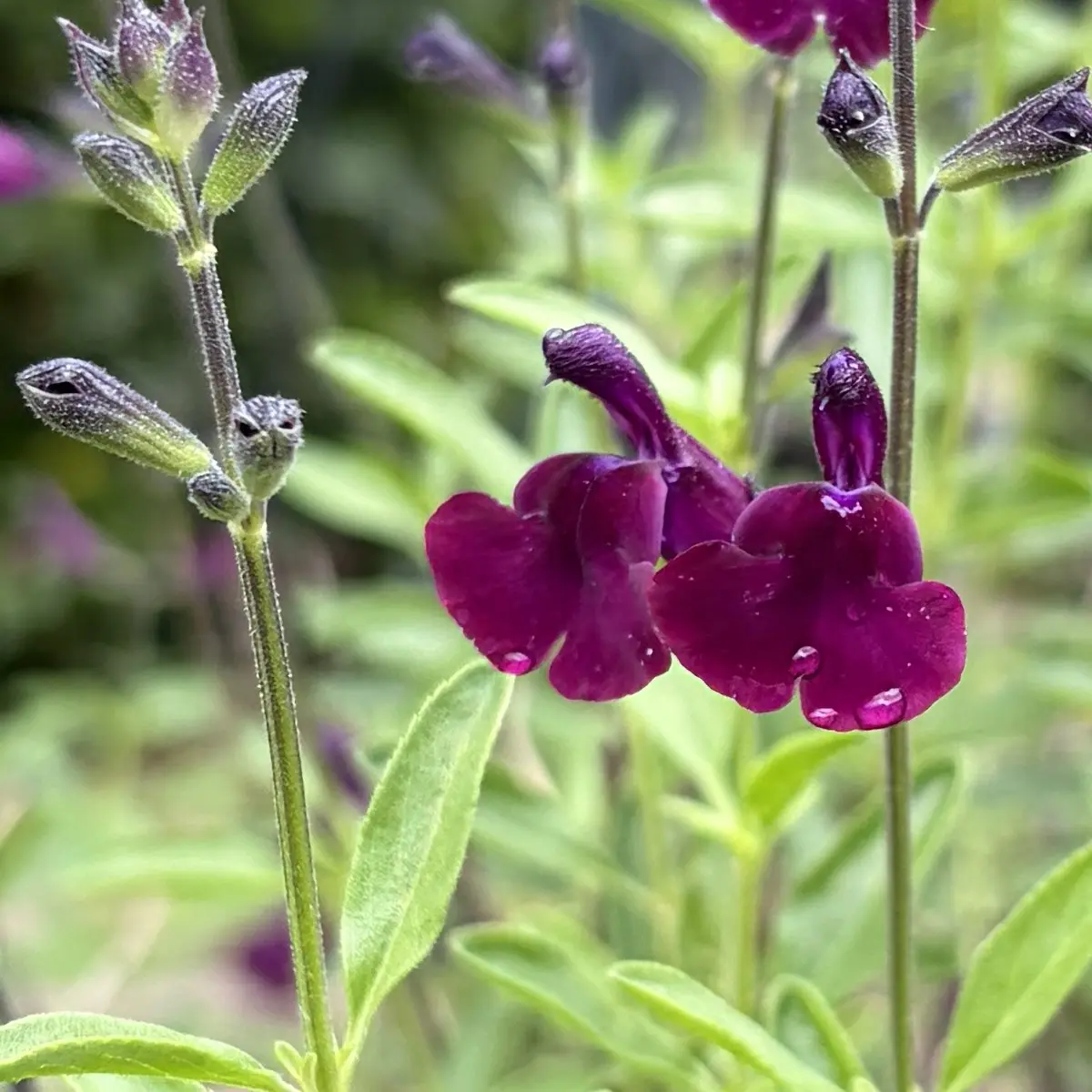 Salvia x jamensis ‘Nachtvlinder' (Salie), donkerpaars bloeiend