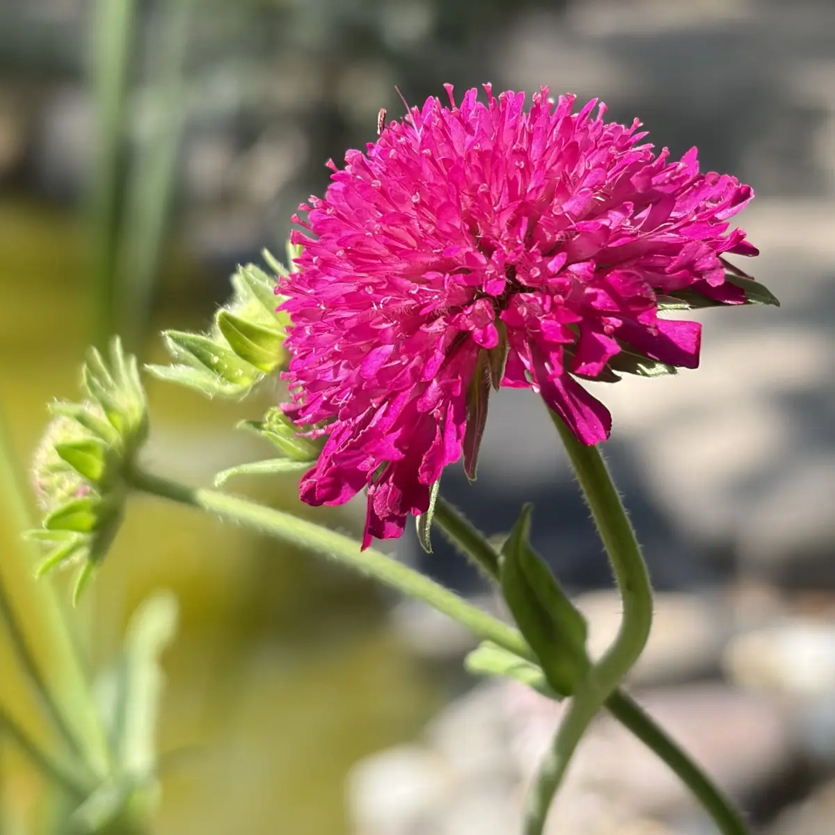 Knautia macedonica (Beemdkroon), paarsrood bloeiend
