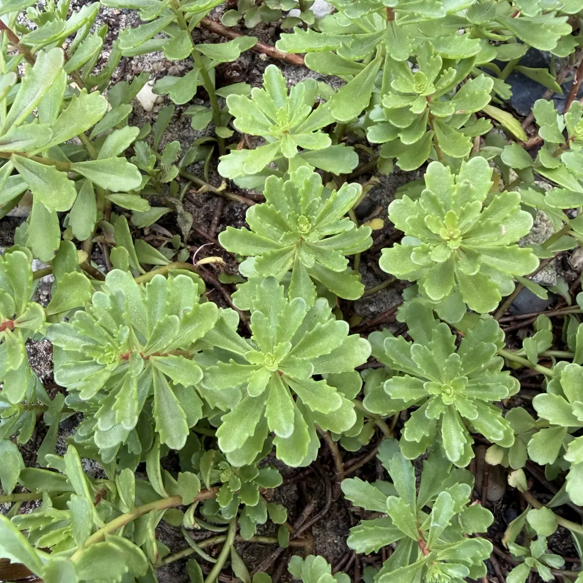 Sedum floriferum ‘Weihenstephaner Gold’ (Vetkruid), geel bloeiend