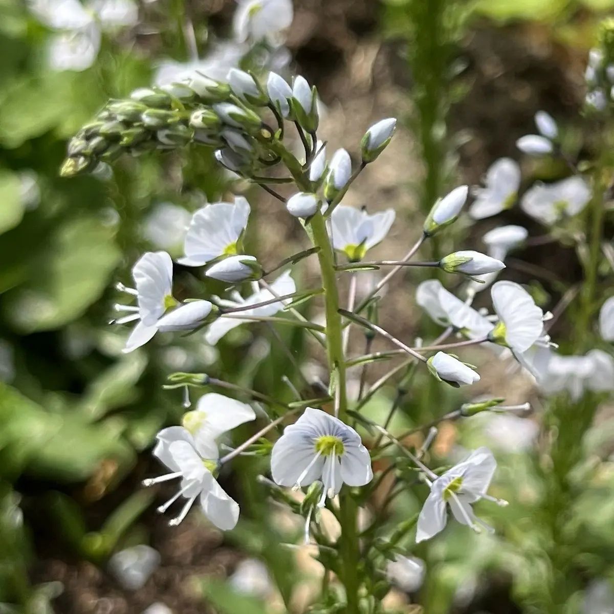 Veronica gentianoides ‘Alba’ (Ereprijs), wit bloeiend