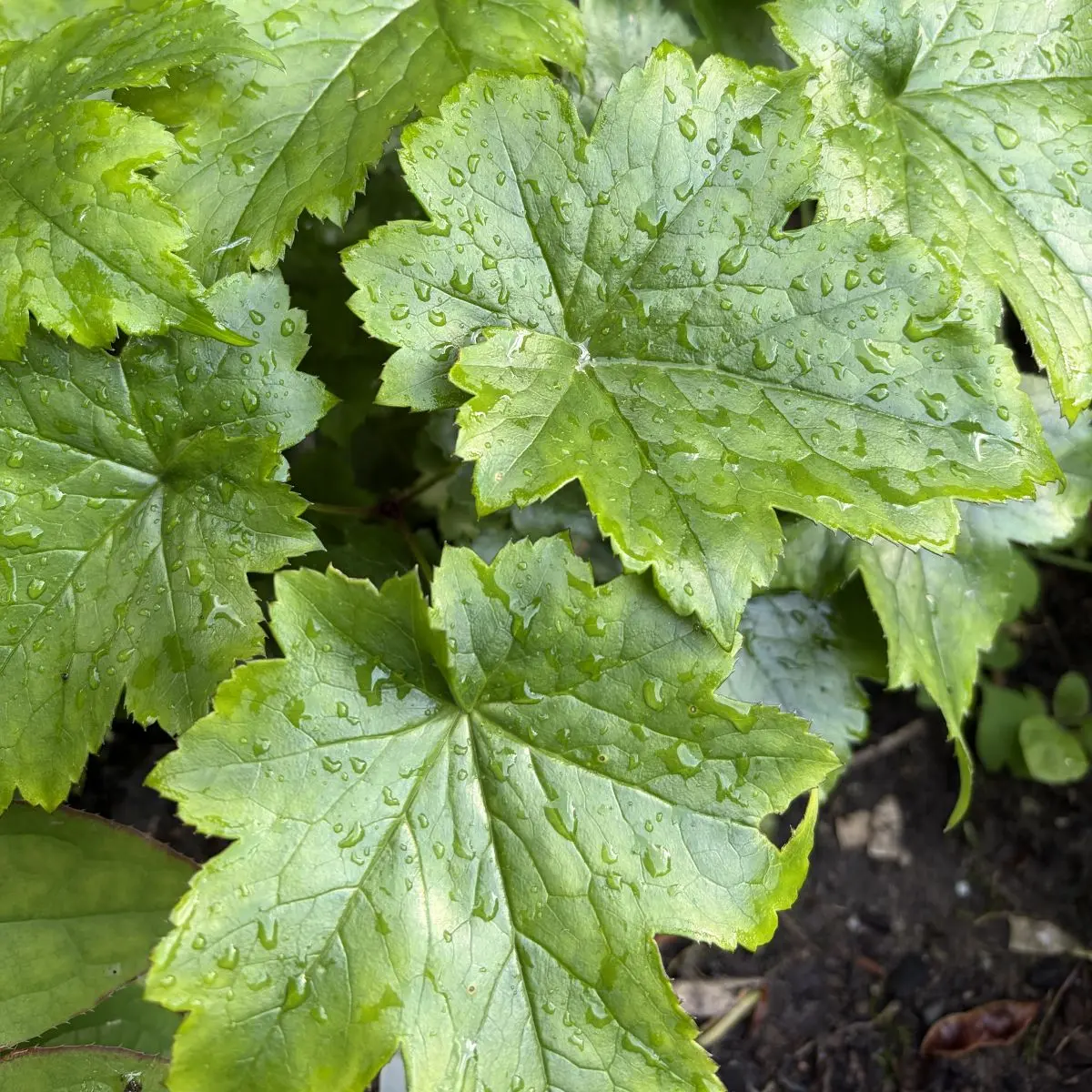 Actaea pachypoda ‘Silver Leaf’ (Christoffelkruid), wit bloeiend