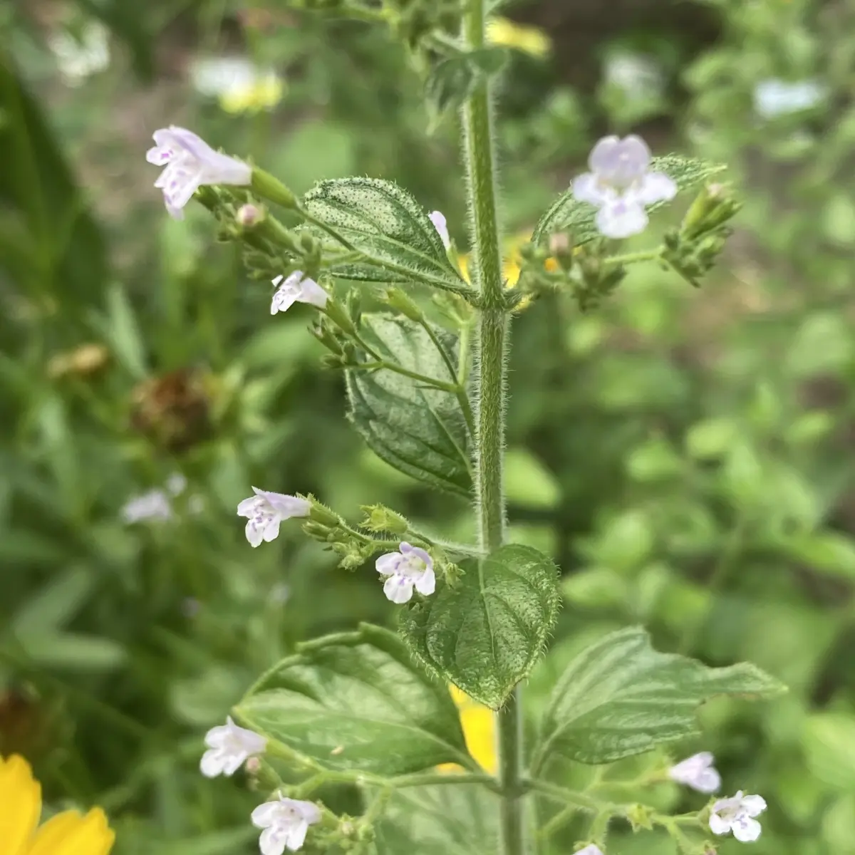 Calamintha nepeta (Bergsteentijm), blauw bloeiend