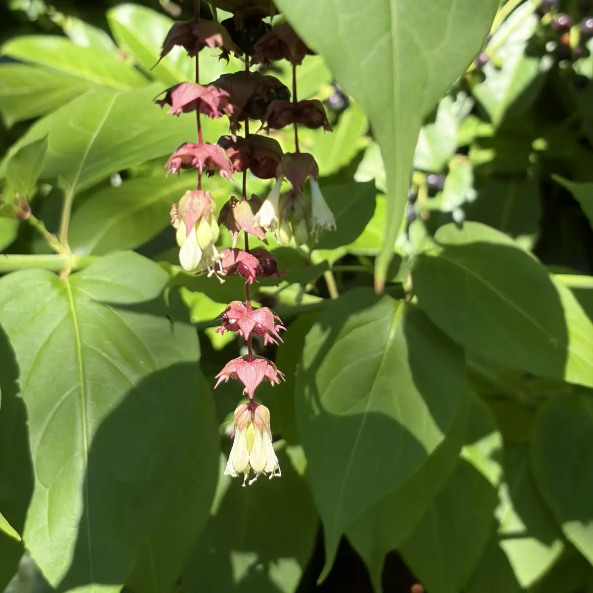 Leycesteria formosa ‘Purple Rain’ (fazantenbes), donkerrood en wit bloeiend