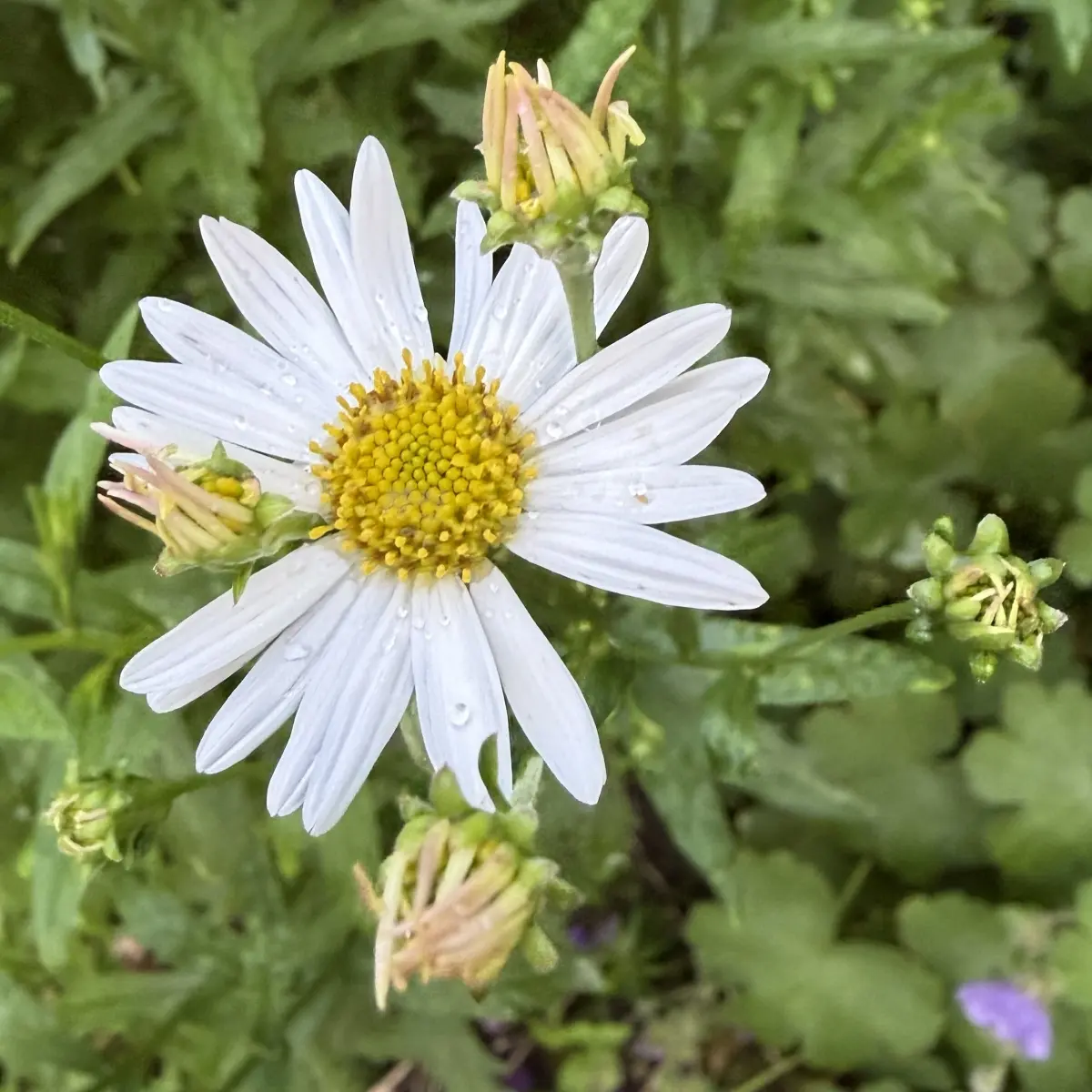 Kalimeris incisa 'Alba' (Zomeraster), wit bloeiend