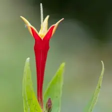 Spigelia marilandica ‘Little Redhead’ (Vuurgentiaan), karmijnrood en geel bloeiend