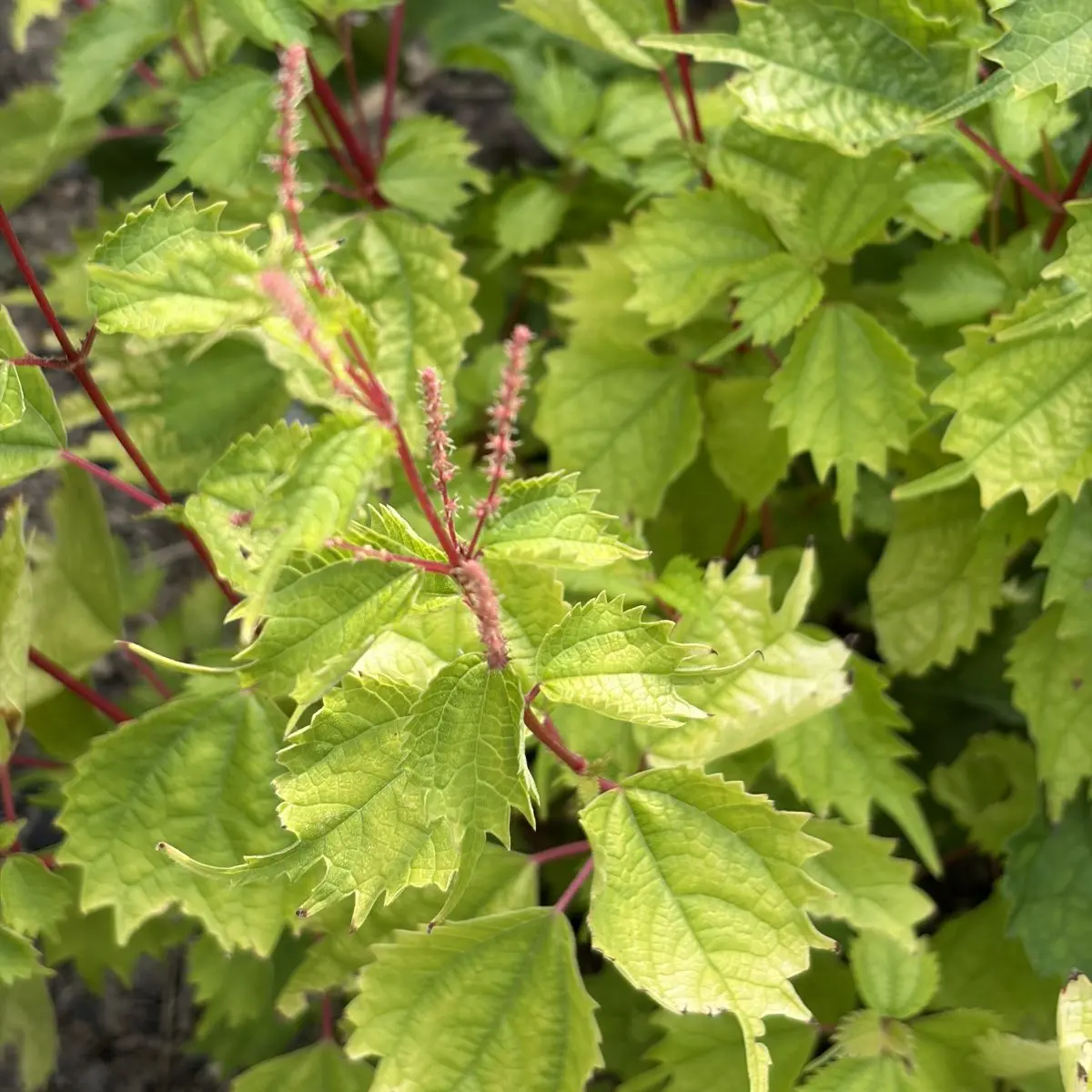 Boehmeria tricuspis var. unicuspis (Valse netel), lichtroze bloeiend
