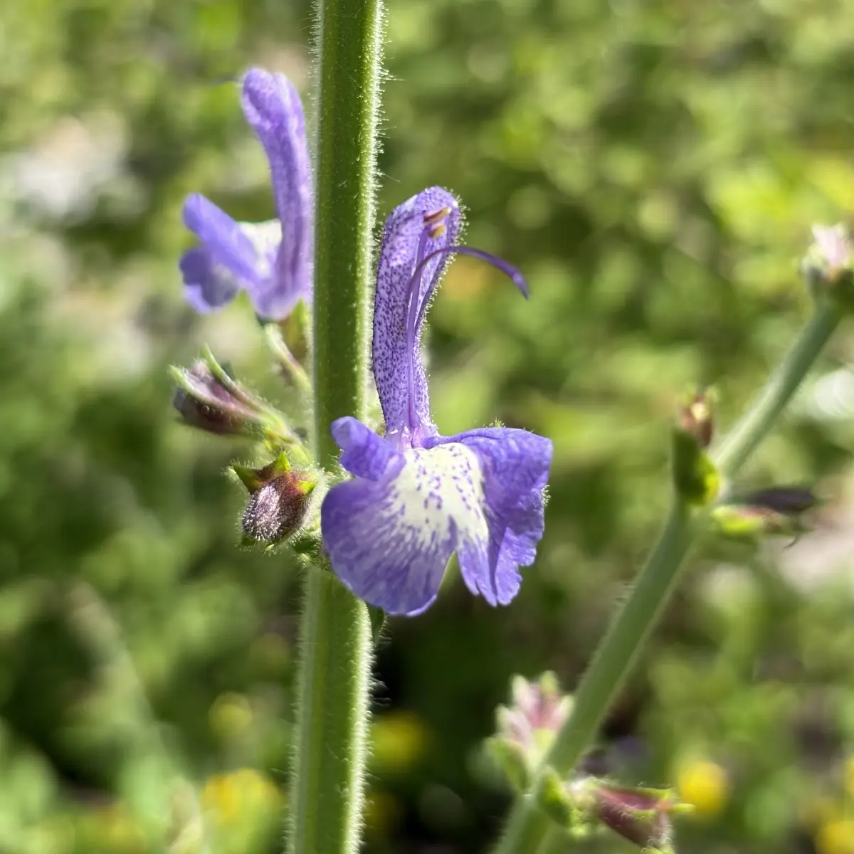 Salvia forskaohlei (Salie), violet en wit bloeiend