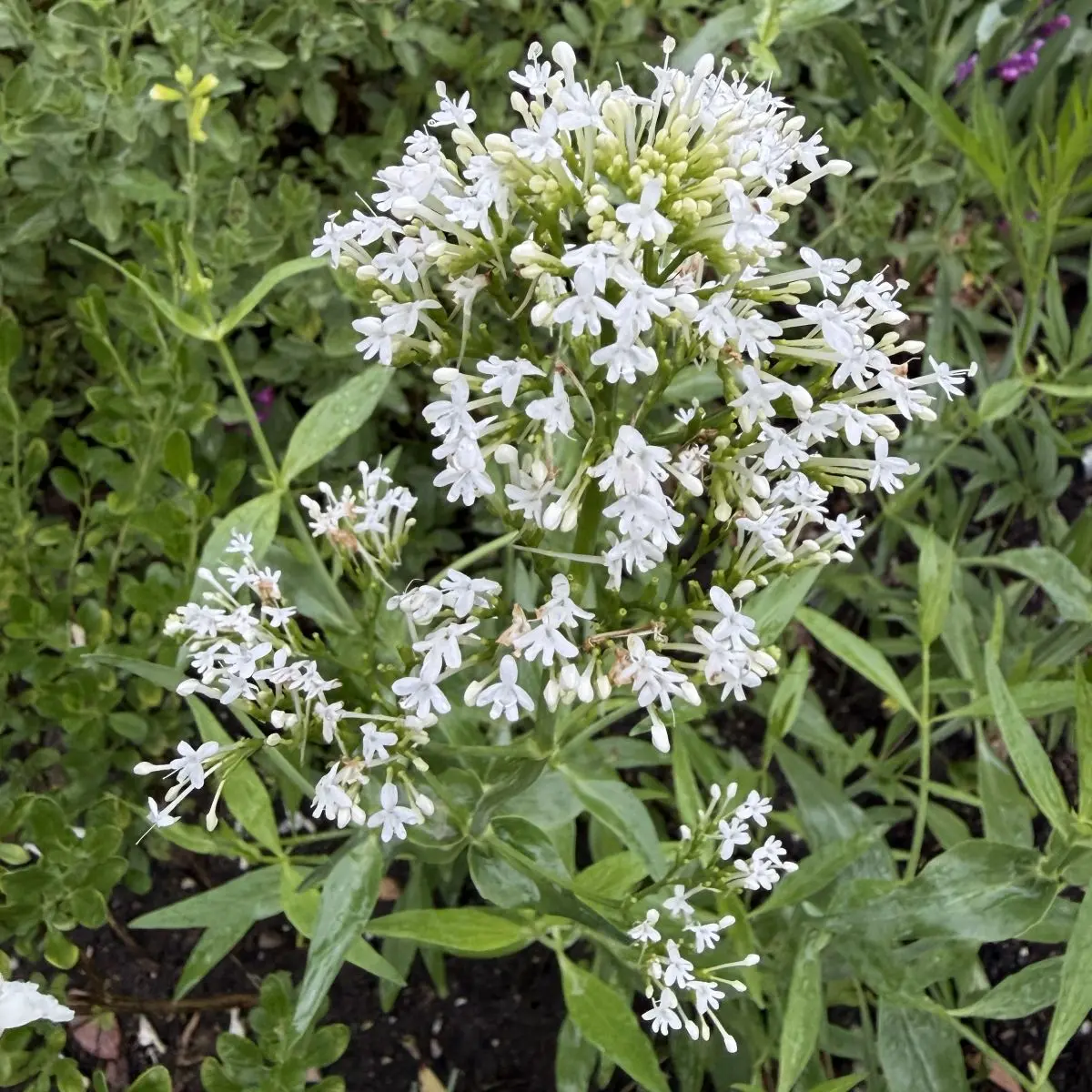 Lysimachia ephemerum (Wederik), wit bloeiend
