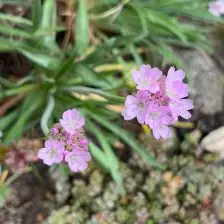 Armeria maritima (Engels gras), roze bloeiend