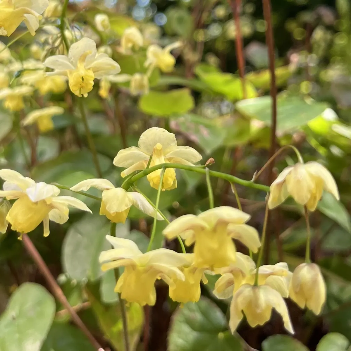 Epimedium versicolor 'Sulphureum' (Elfenbloem), geel bloeiend