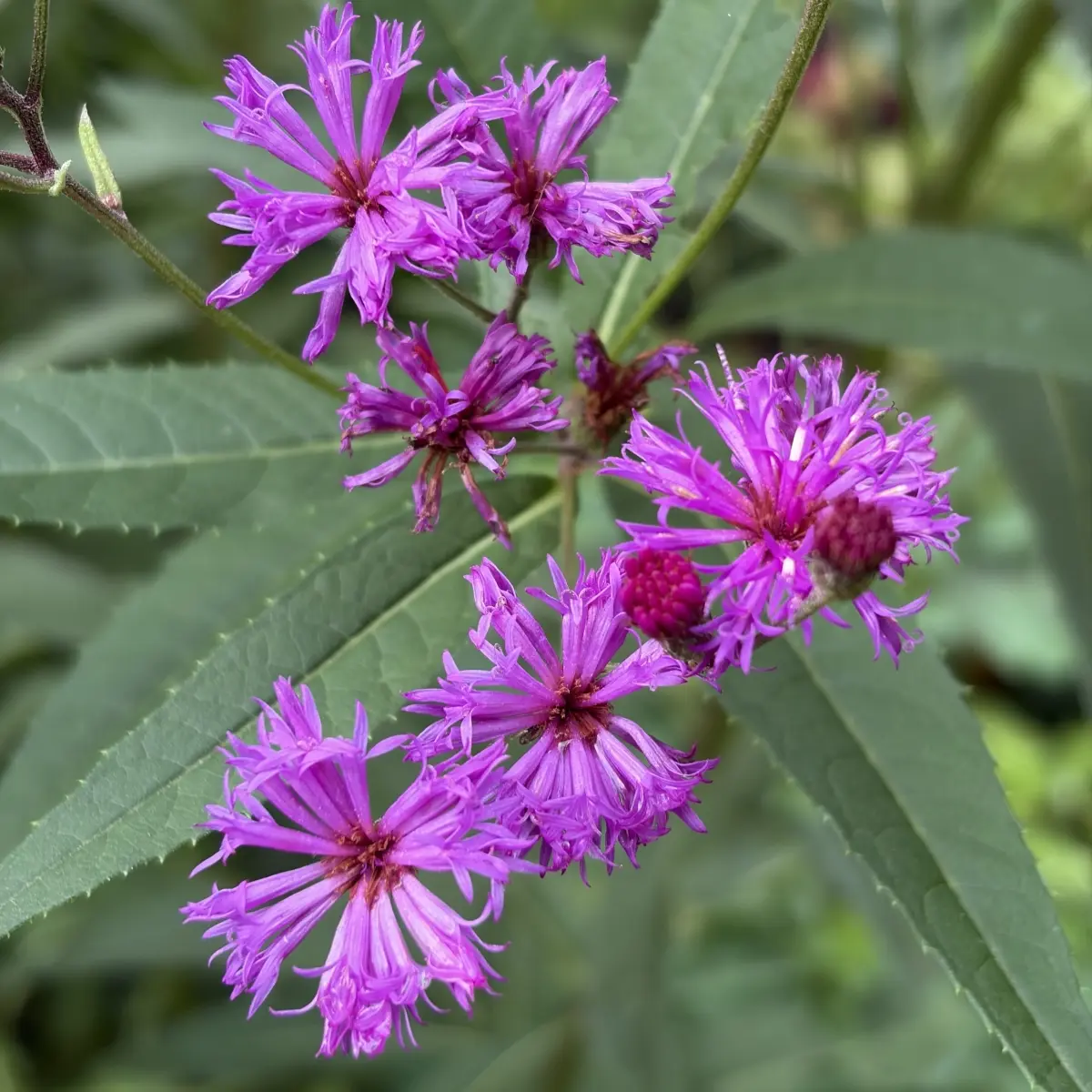 Vernonia crinita ‘Mammuth’ (IJzerkruid), paars bloeiend