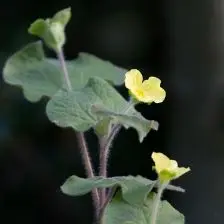 Saruma henryi (Saruma), geel bloeiend