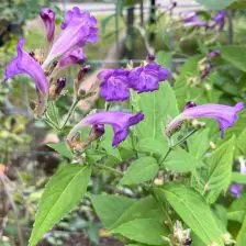 Strobilanthes penstemonoides (Trompetkruid), blauw bloeiend