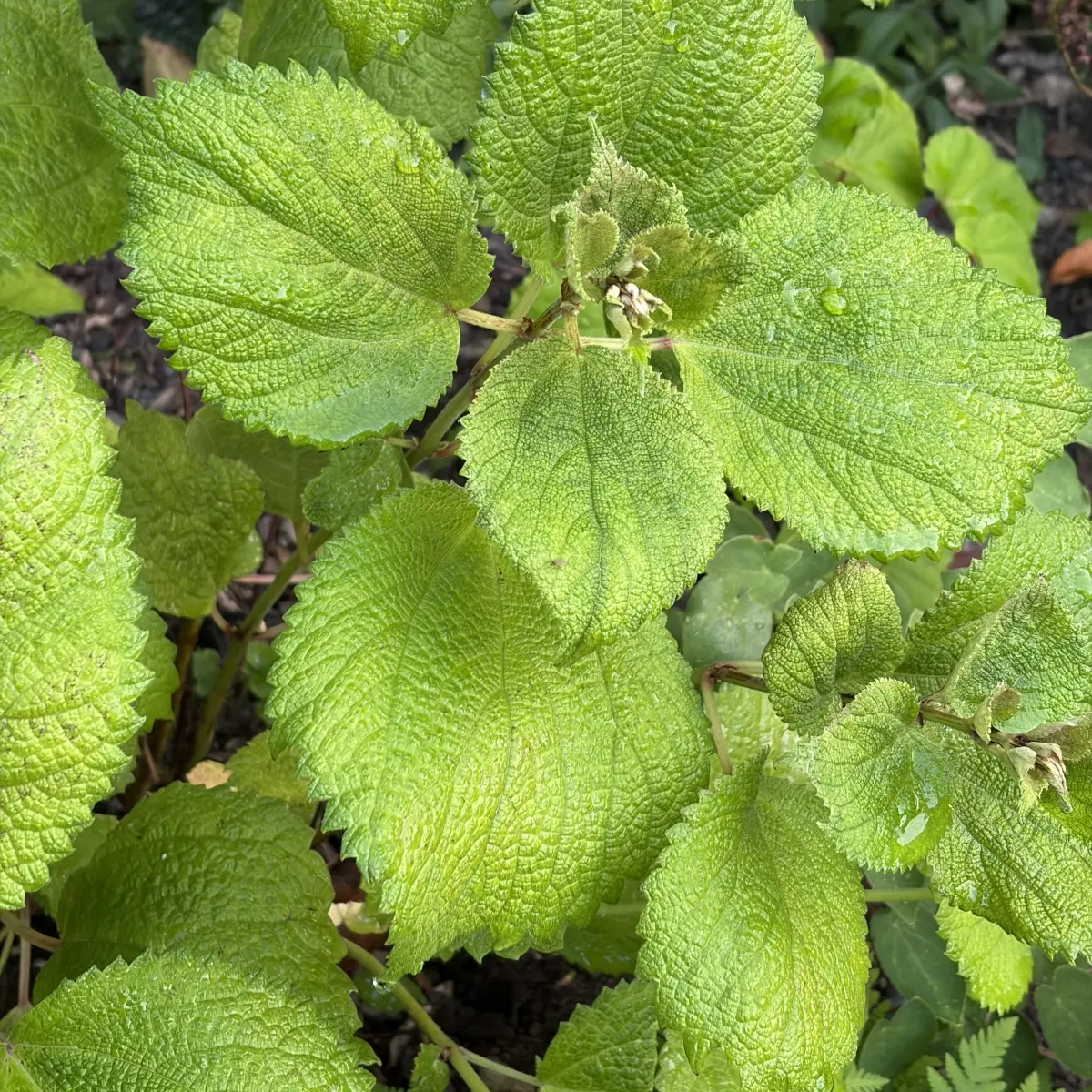 Boehmeria biloba (Valse netel), lichtgroen bloeiend