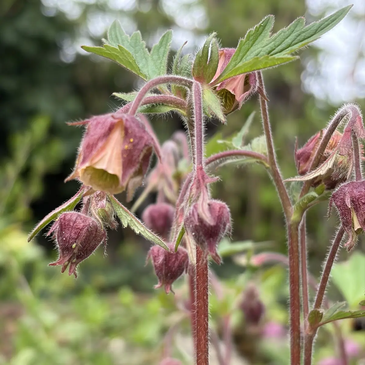 Geum rivale (Knikkend nagelkruid), geel bloeiend