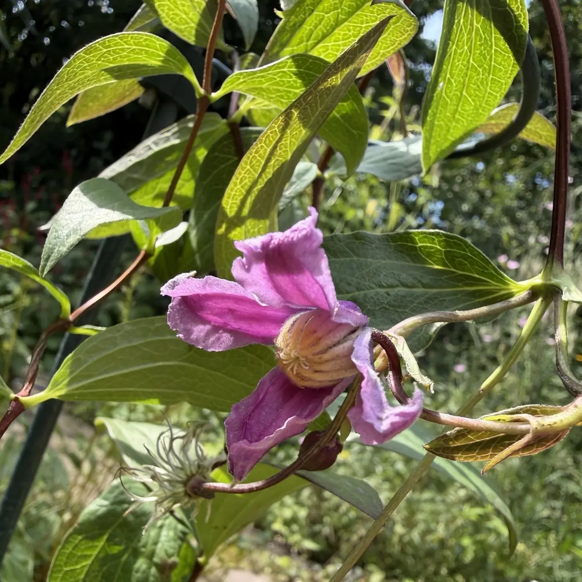 Clematis integrifolia ‘Floris V’ (Bosrank), roze bloeiend
