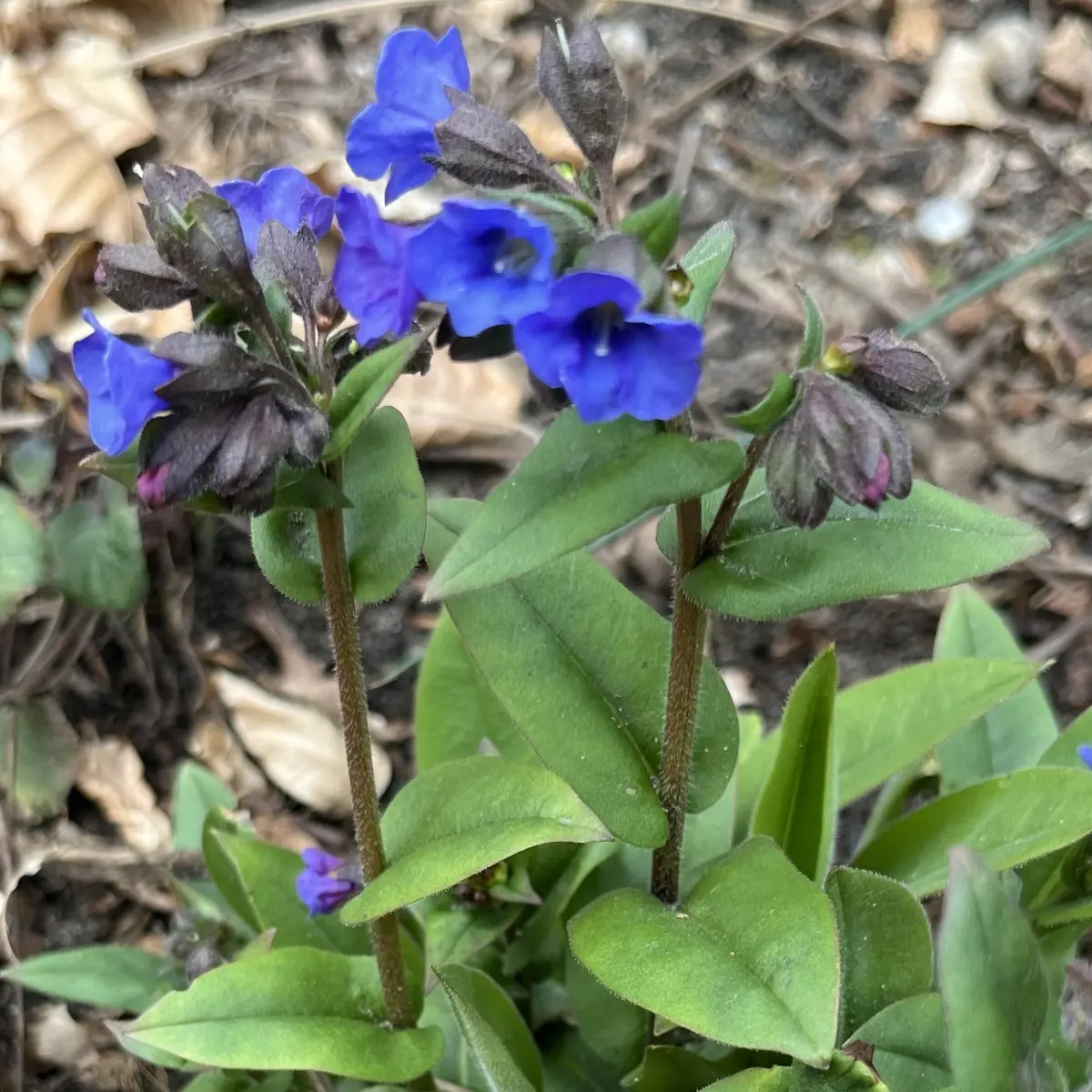 Pulmonaria ‘Blue Ensign’ (Longkruid), blauw bloeiend