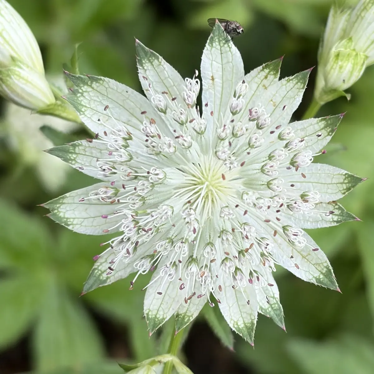 Astrantia major ‘Shaggy’ (Zeeuws knoopje), wit en groen bloeiend