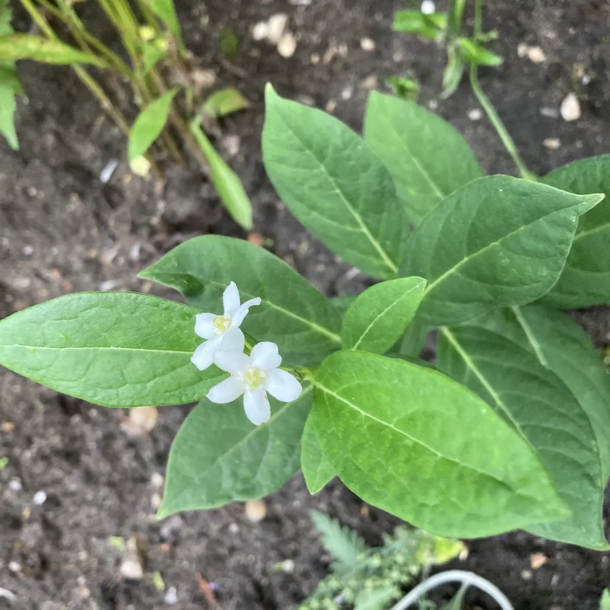 Cynanchum ascyrifolium (Cynanchum), wit bloeiend