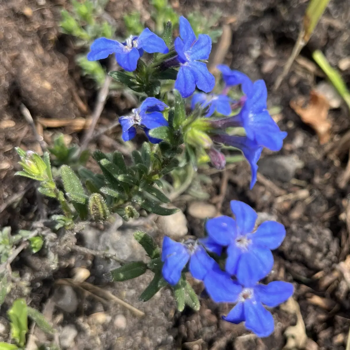 Lithodora 'Heavenly blue' (Steenzaad), blauw bloeiend