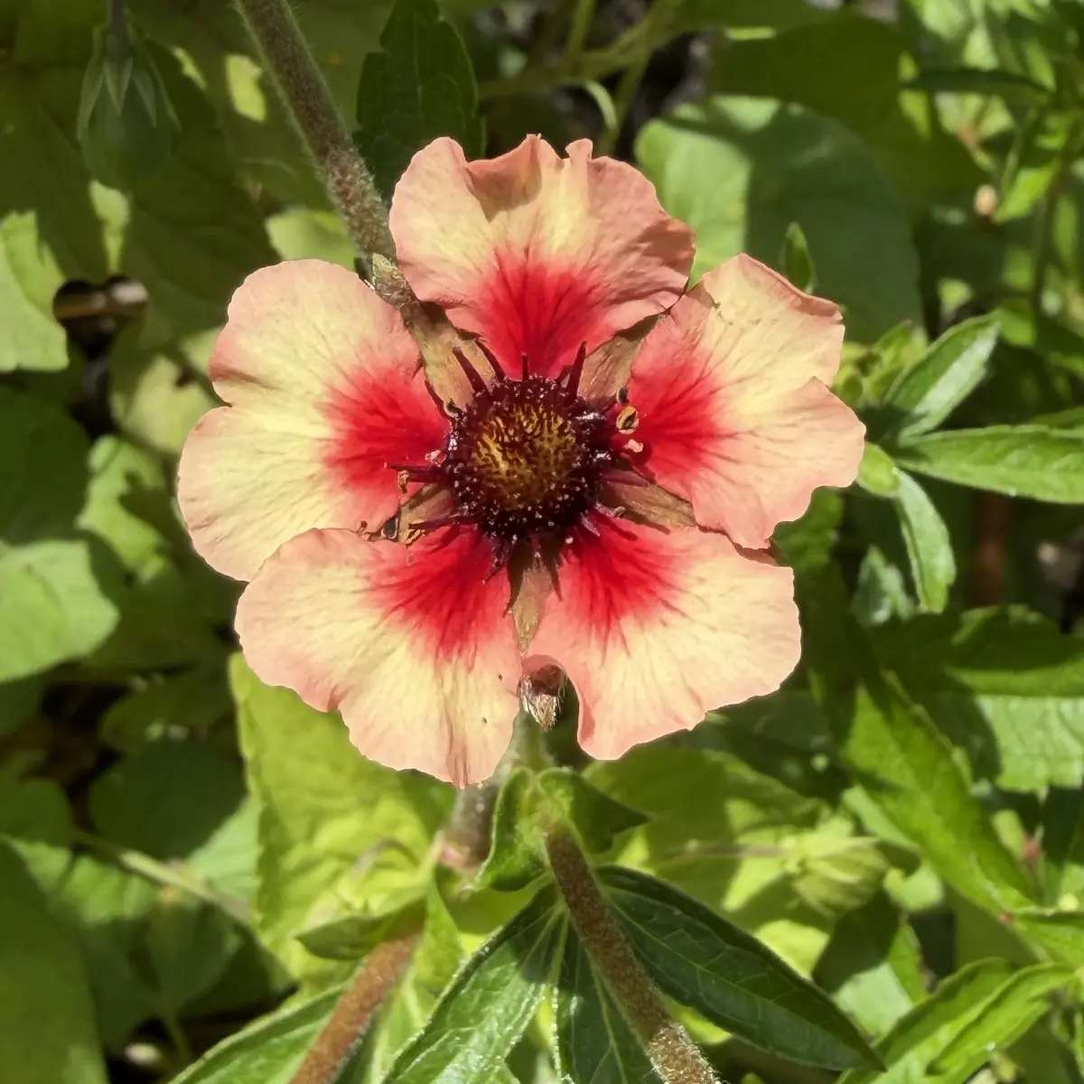 Potentilla tonguei (Ganzerik - vijfvingerkruid), rozeoranje bloeiend