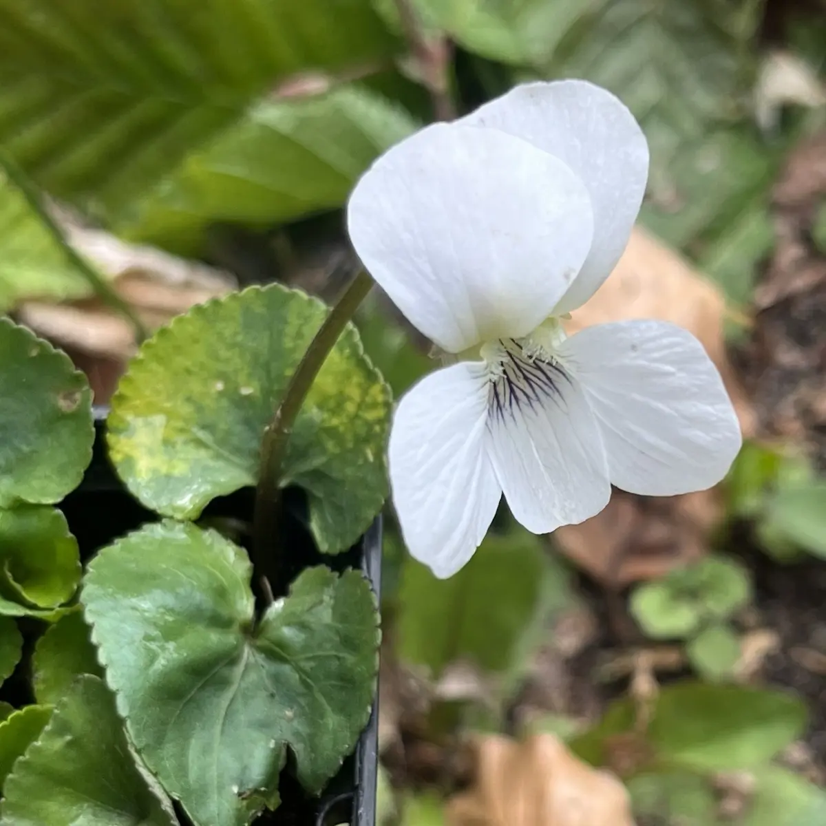 Viola sororia ‘Albiflora’ (Viooltje), wit bloeiend