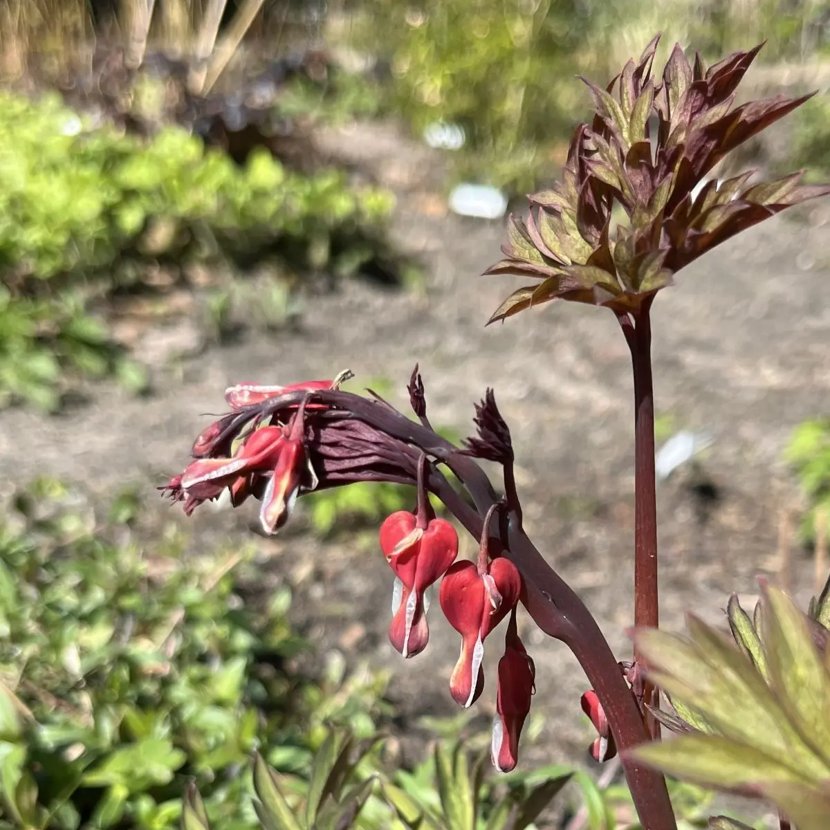 Dicentra spectabilis ‘Valentine’ (Gebroken hartje), rood met wit bloeiend