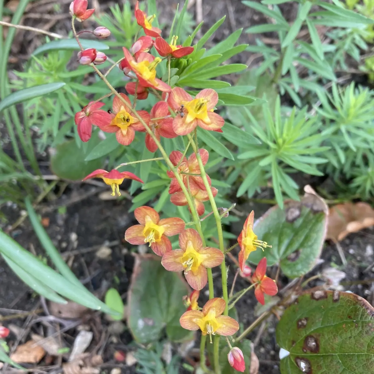 Epimedium warleyense (Elfenbloem), oranje geel bloeiend