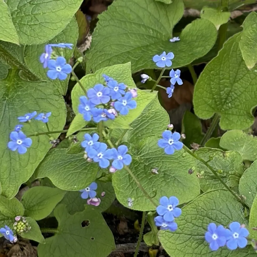 Brunnera macrophylla (Kaukasisch vergeet-mij-nietje), blauw bloeiend