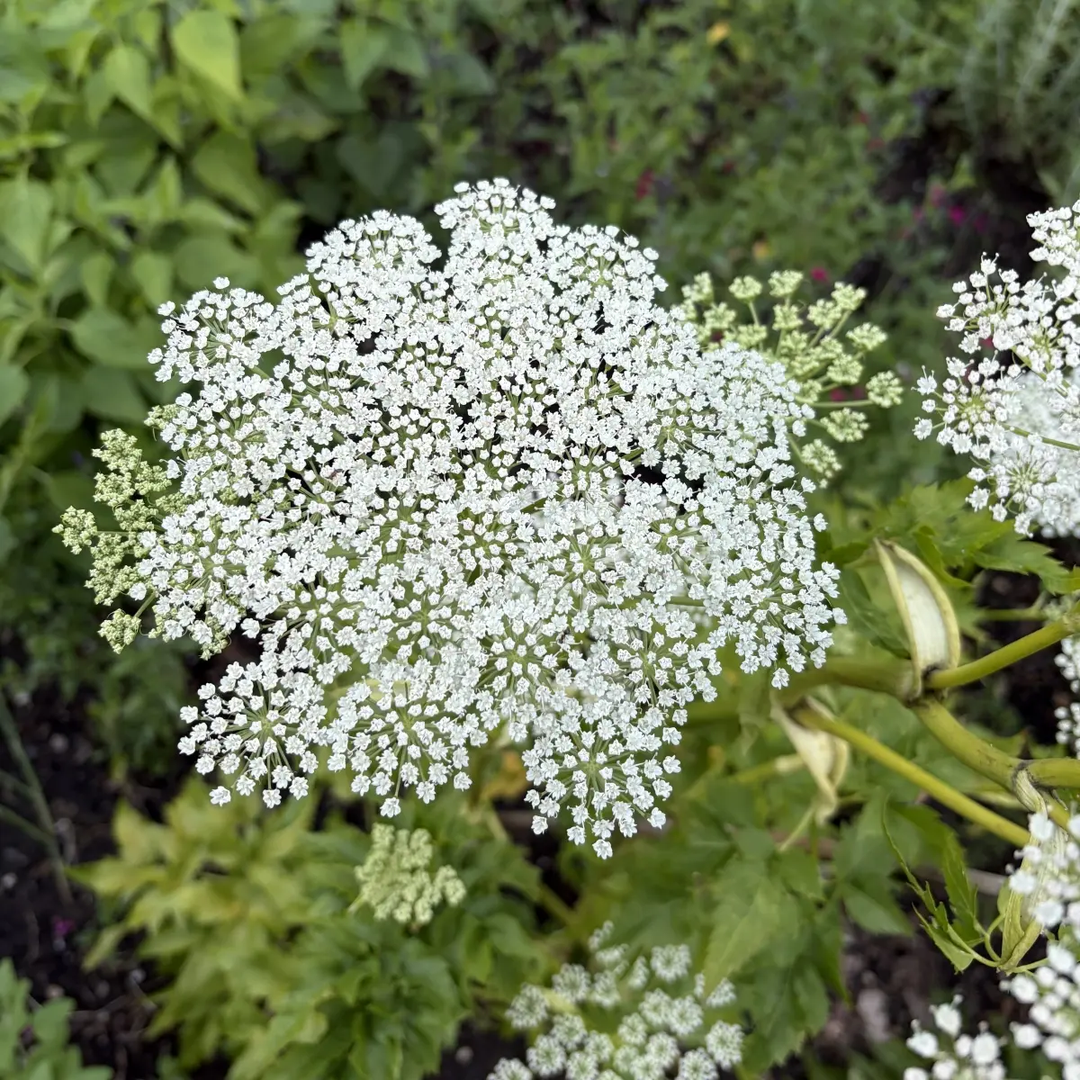 Dystaenia takesimana (Koreaanse selderij), wit bloeiend