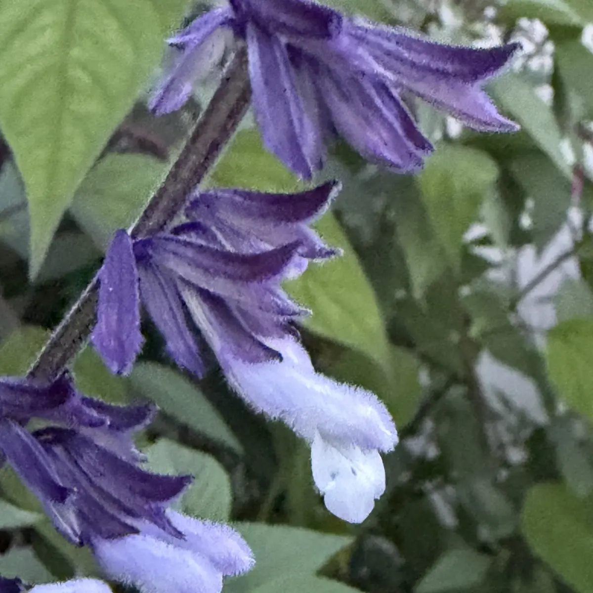 Salvia ‘Phyllis Fancy’ (Salie), wit en lila bloeiend