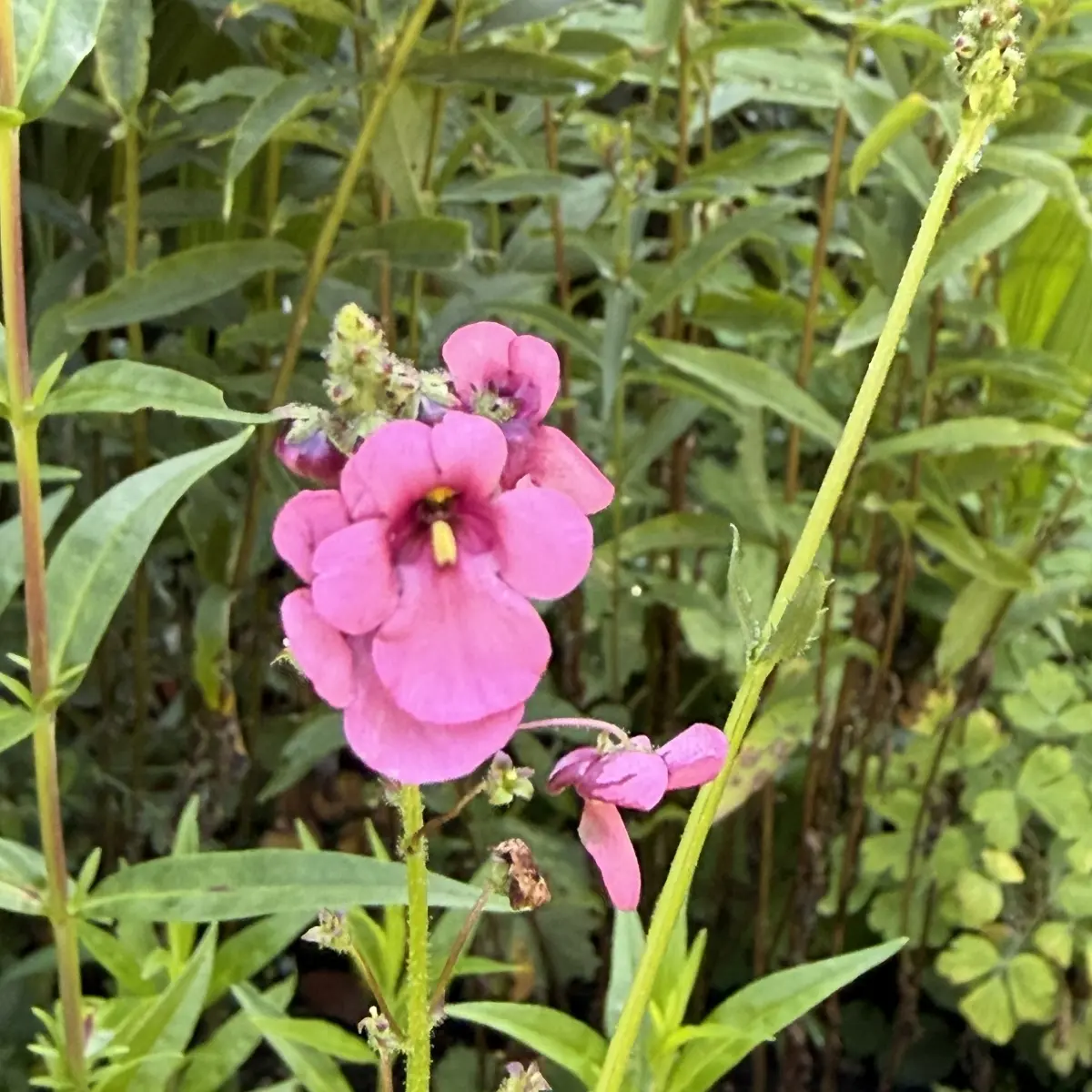 Diascia personata (Diascia), roze bloeiend