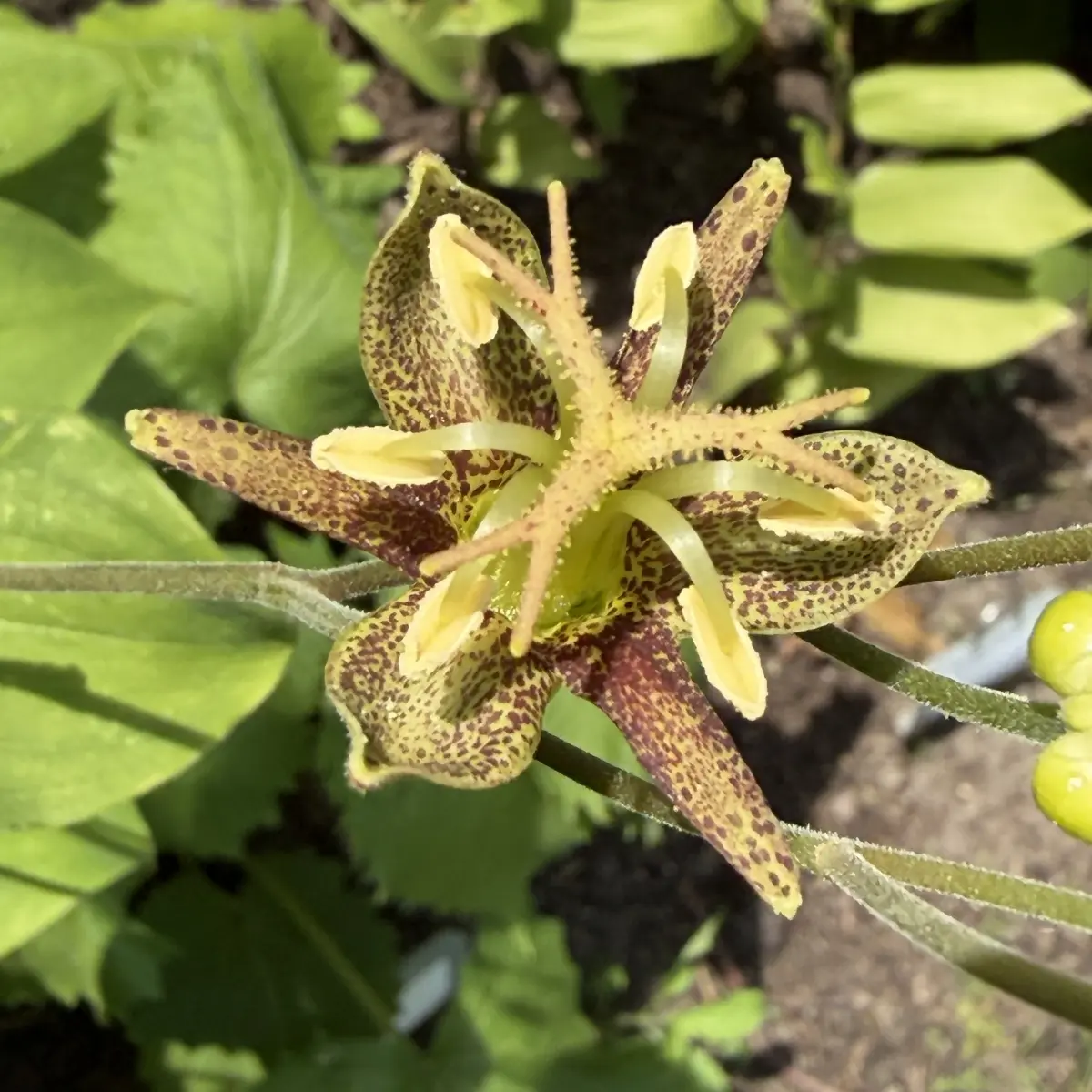 Tricyrtis latifolia (Paddenlelie), geel gespikkeld bloeiend