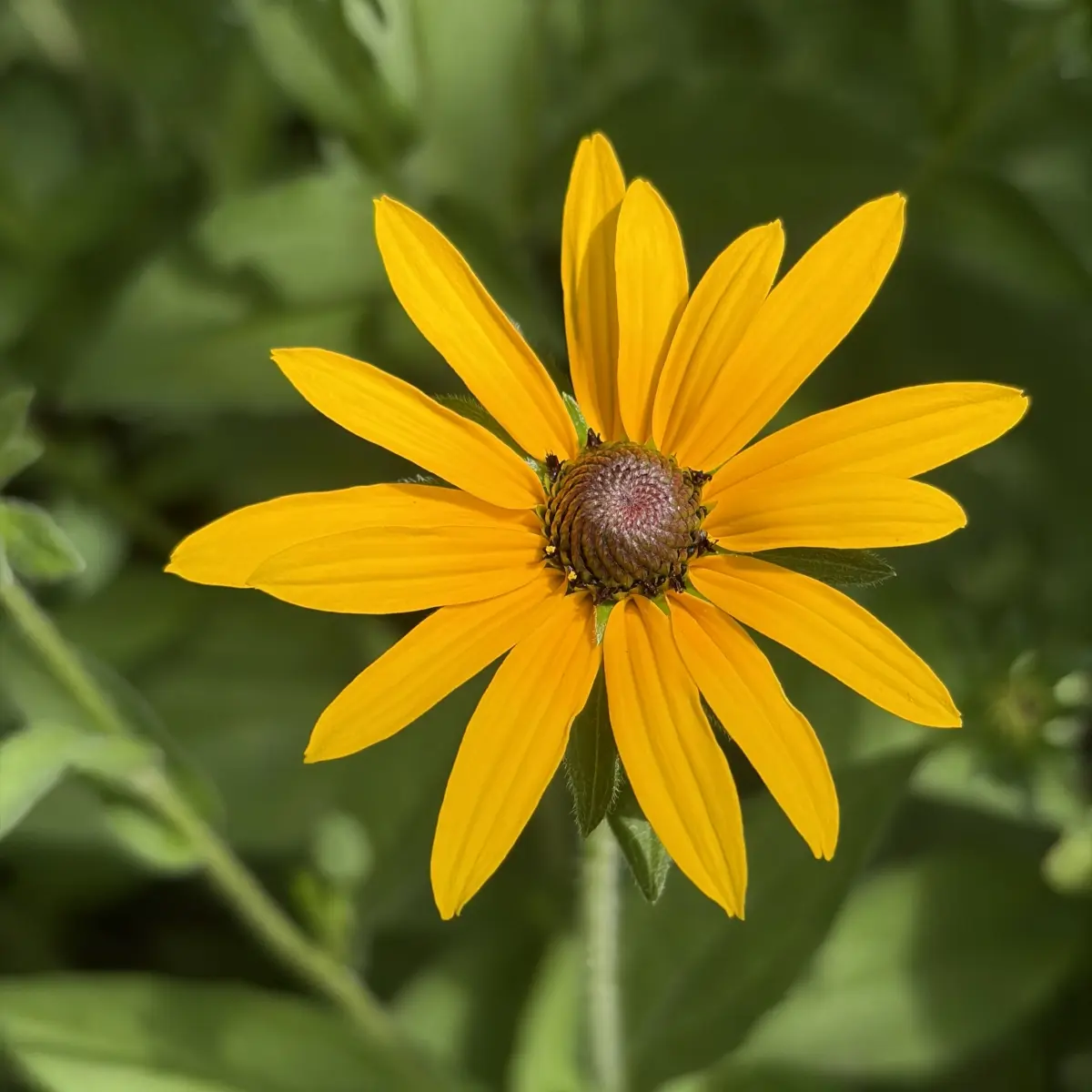 Rudbeckia fulgida ‘Goldsturm’ (Zonnehoed), geel bloeiend