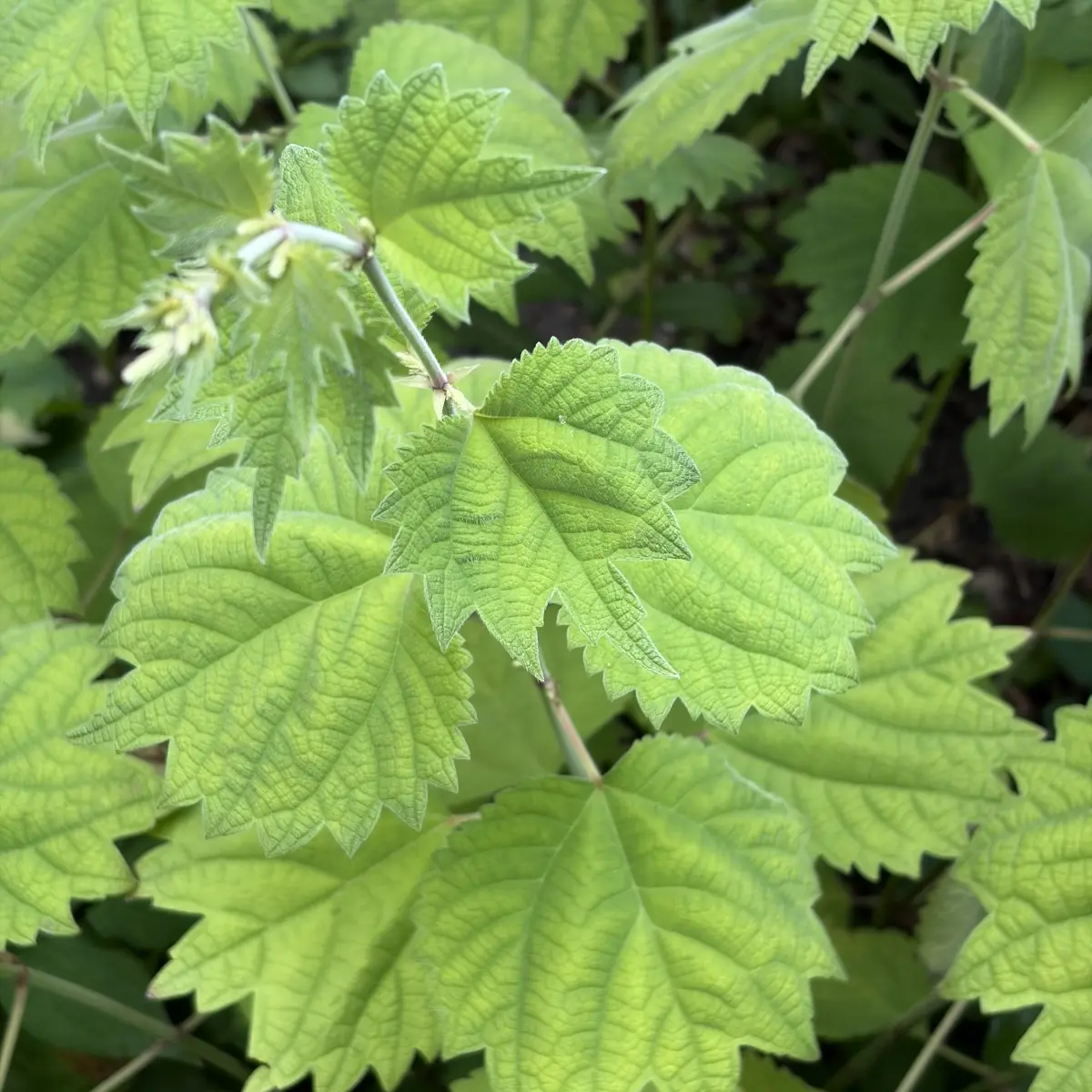 Boehmeria platanifolia (Valse netel - ramie), lichtgroen bloeiend